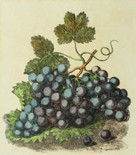 Load image into Gallery viewer, A Still Life of Grapes - Antique Lithograph circa 1830s
