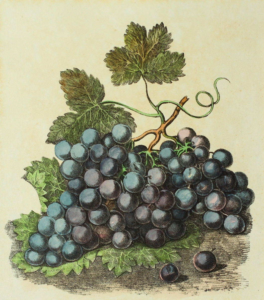 A Still Life of Grapes - Antique Lithograph circa 1830s