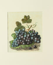 Load image into Gallery viewer, A Still Life of Grapes - Antique Lithograph circa 1830s
