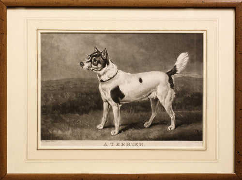 A Terrier Mezzotint  circa 1800