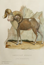 Load image into Gallery viewer, American Argali - Antique Copper Engraving 1827
