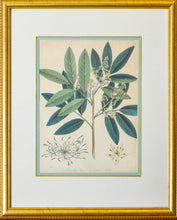 Load image into Gallery viewer, Branching Limonia and Common Mudwort - Antique Botanical Copper Engraving circa 1807
