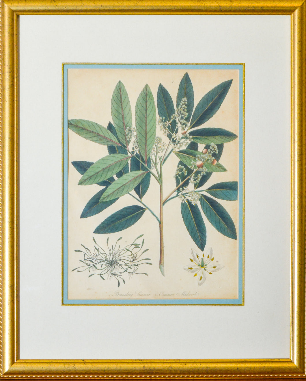 Branching Limonia and Common Mudwort - Antique Botanical Copper Engraving circa 1807