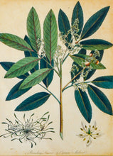 Load image into Gallery viewer, Branching Limonia and Common Mudwort - Antique Botanical Copper Engraving circa 1807
