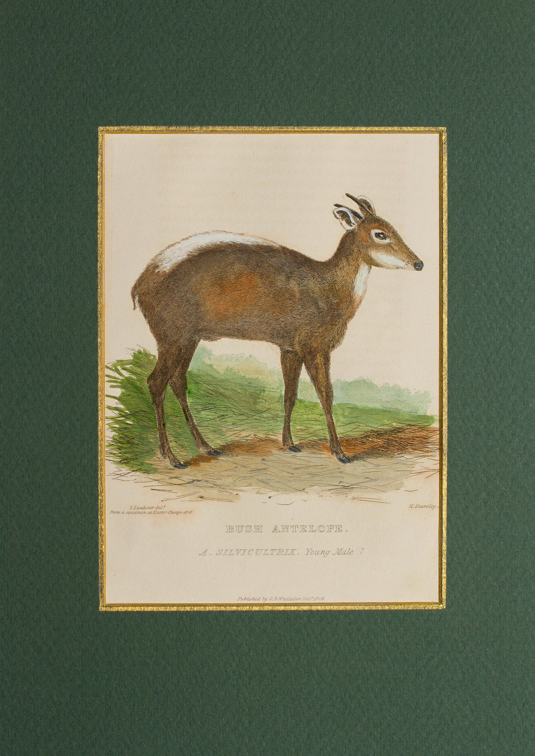 Bush Antelope - Antique Copper Engraving 1816