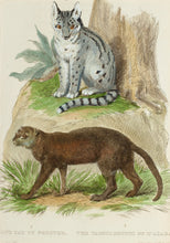 Load image into Gallery viewer, The Cape Cat of Forster The Yagouaroundi of DAzara - Antique Copper Engraving circa 1825
