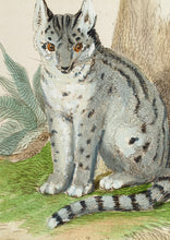 Load image into Gallery viewer, The Cape Cat of Forster The Yagouaroundi of DAzara - Antique Copper Engraving circa 1825
