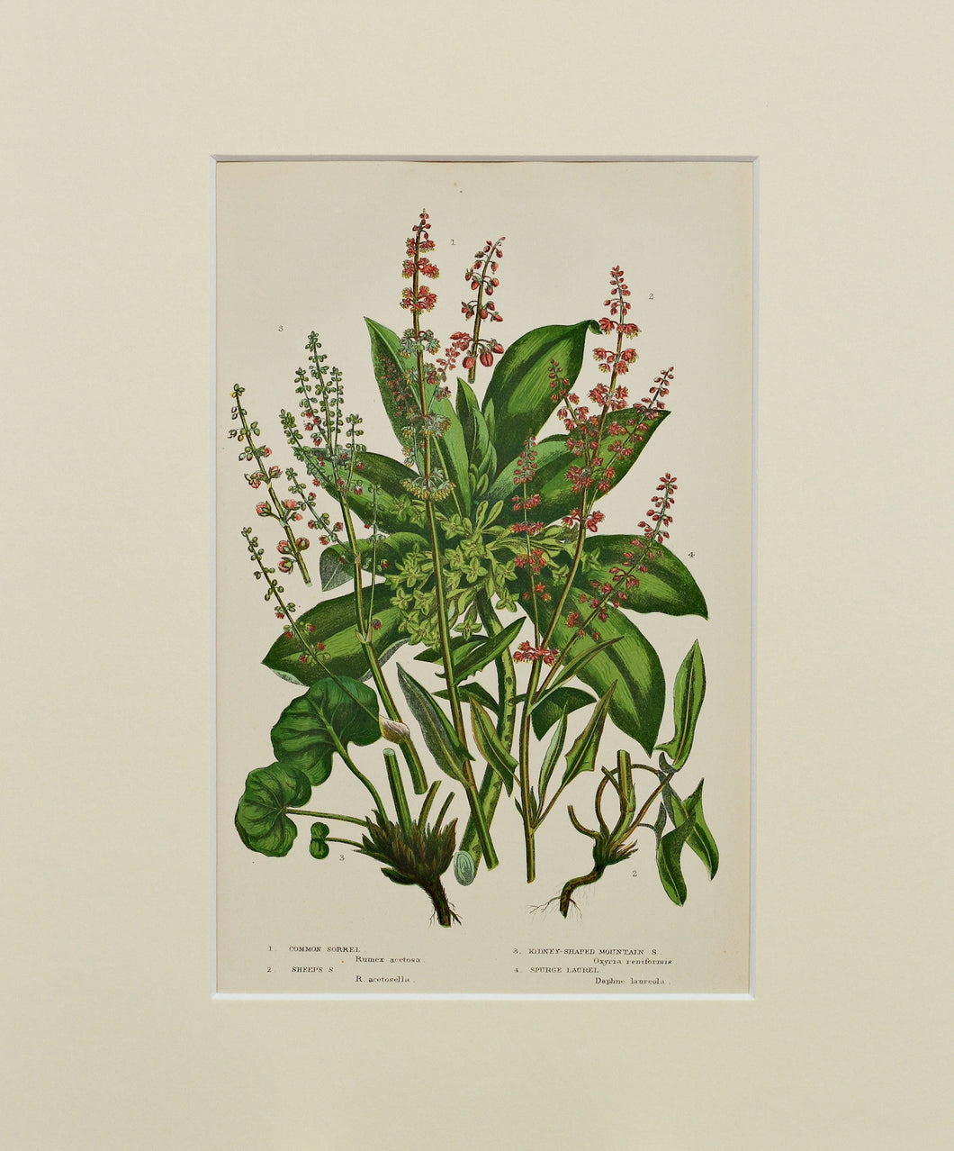 Common Sorrel etc - Antique Wild Plant Chromolithograph circa 1890