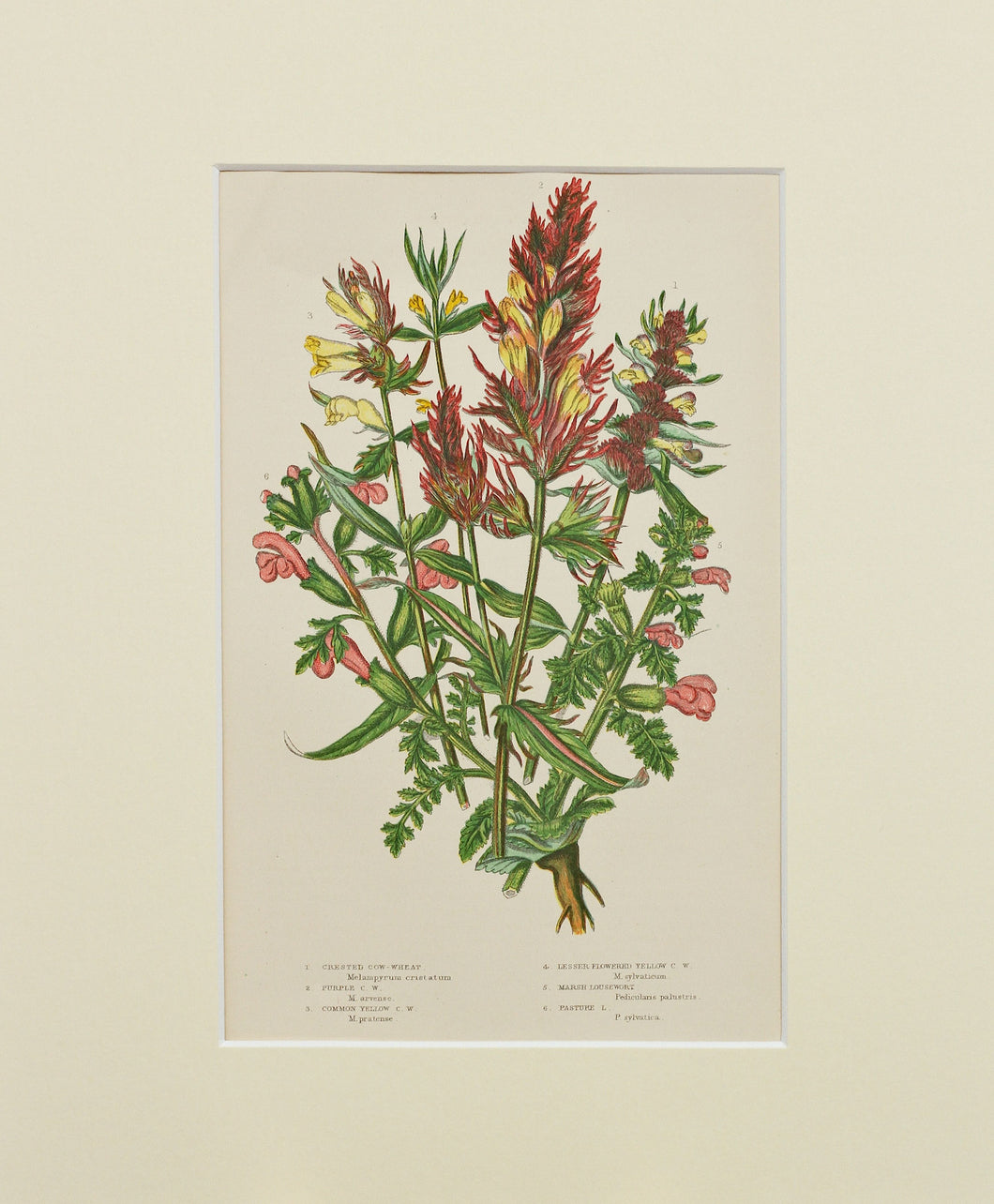 Crested Cow Wheat etc - Antique Wild Plant Chromolithograph circa 1890