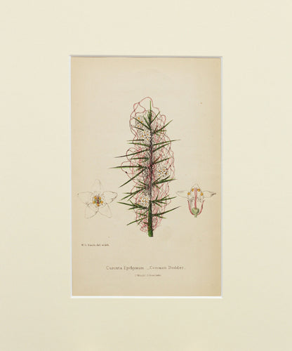Common Dodder - Antique Wild Flower Lithograph circa 1860s