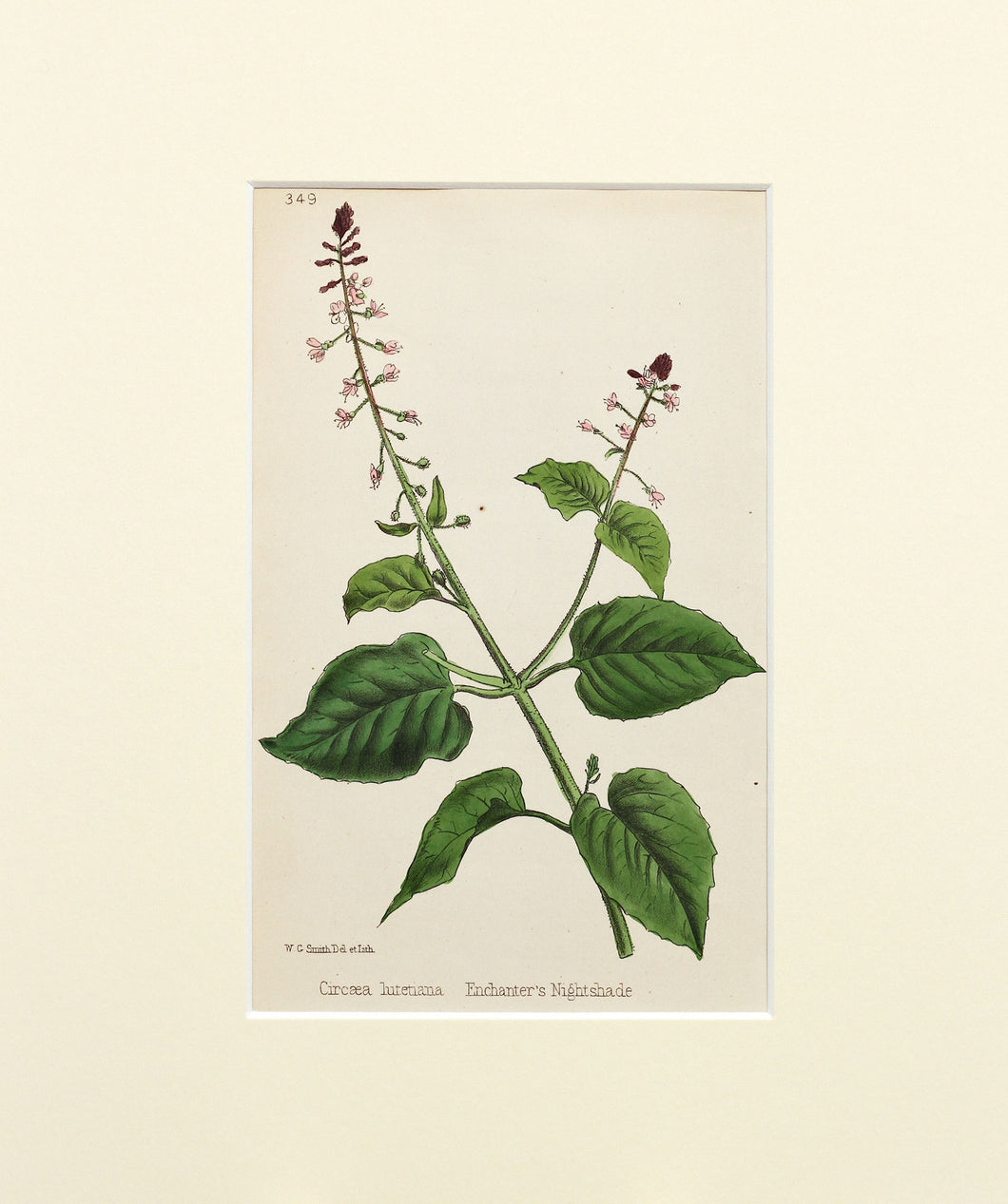 Enchanters Nightshade - Antique Lithograph of Wild Flowers circa 1860s