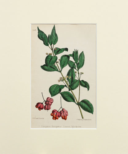 Common Spindle-tree - Antique Wild Flower Lithograph circa 1860s