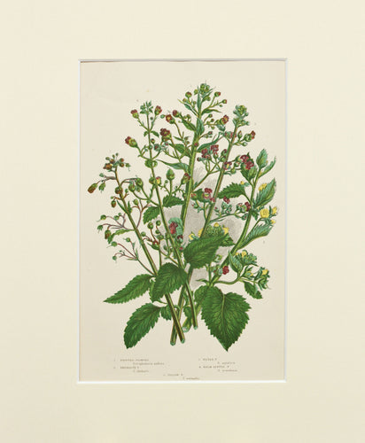 Knotted Figwort etc - Antique Wild Plant Chromolithograph circa 1890