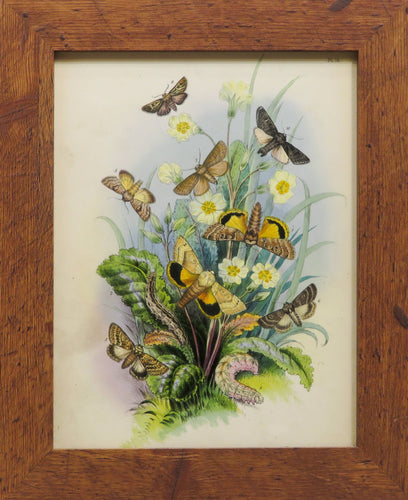One of a Series of Day and Night Time Lepidoptera - Antique Lithograph, circa 1891