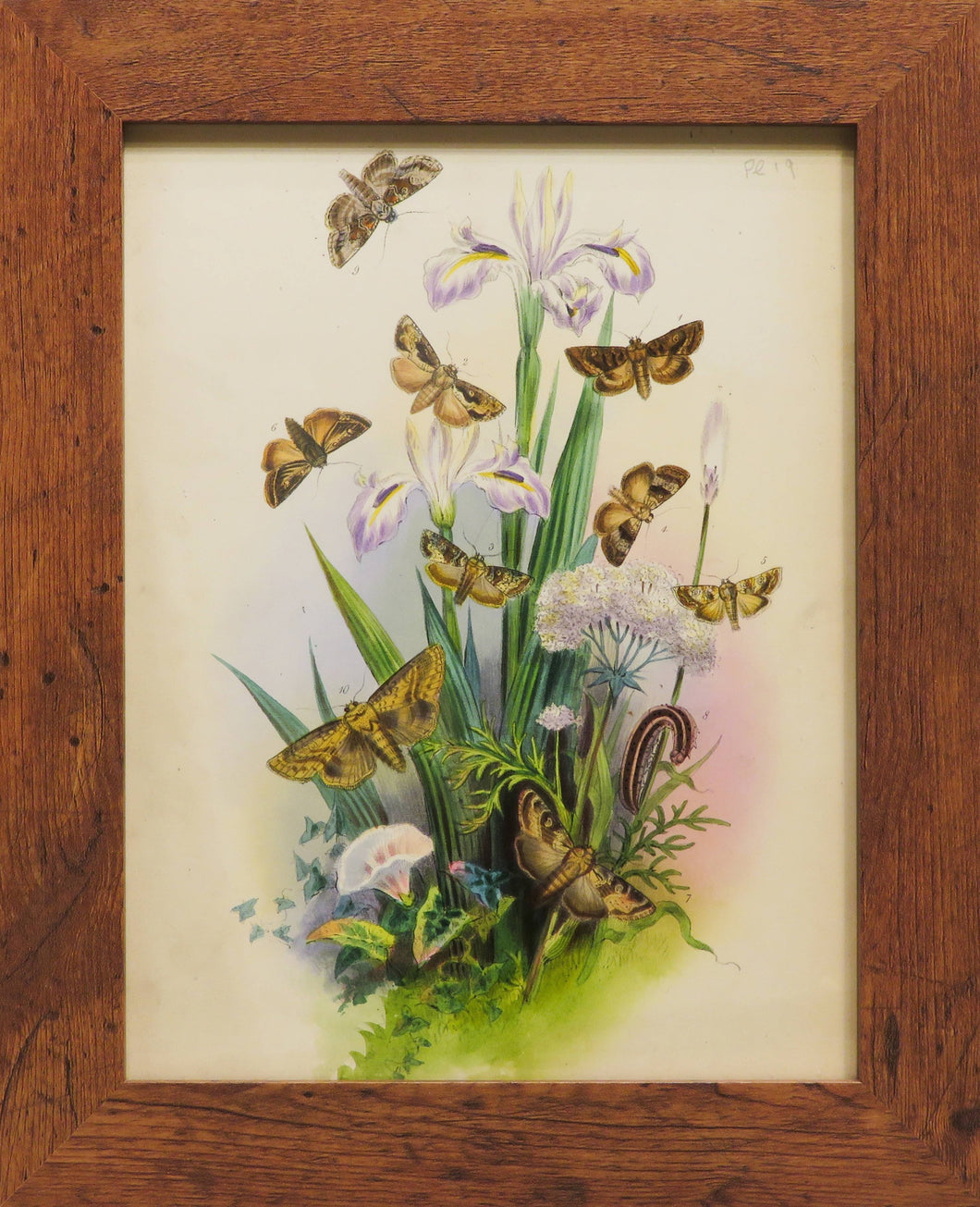 One of a Series of Day and Night Time Lepidoptera - Antique Lithograph, circa 1891