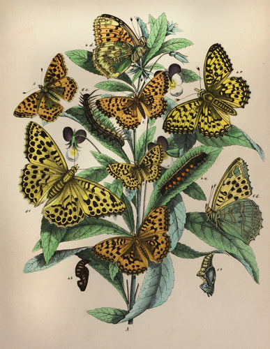 1 in a Series of Chromolithographs of Lepidoptera circa 1891