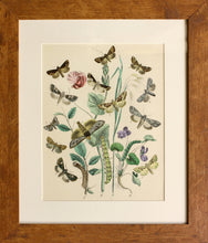 Load image into Gallery viewer, 3 in a Series of Chromolithographs of Lepidoptera, circa 1891
