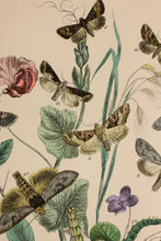 Load image into Gallery viewer, 3 in a Series of Chromolithographs of Lepidoptera, circa 1891
