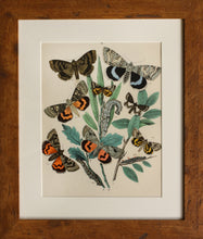 Load image into Gallery viewer, 4 in a Series of Chromolithographs of Lepidoptera, circa 1891
