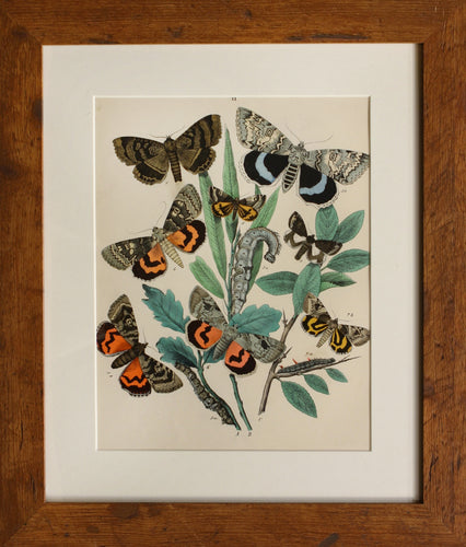 4 in a Series of Chromolithographs of Lepidoptera, circa 1891