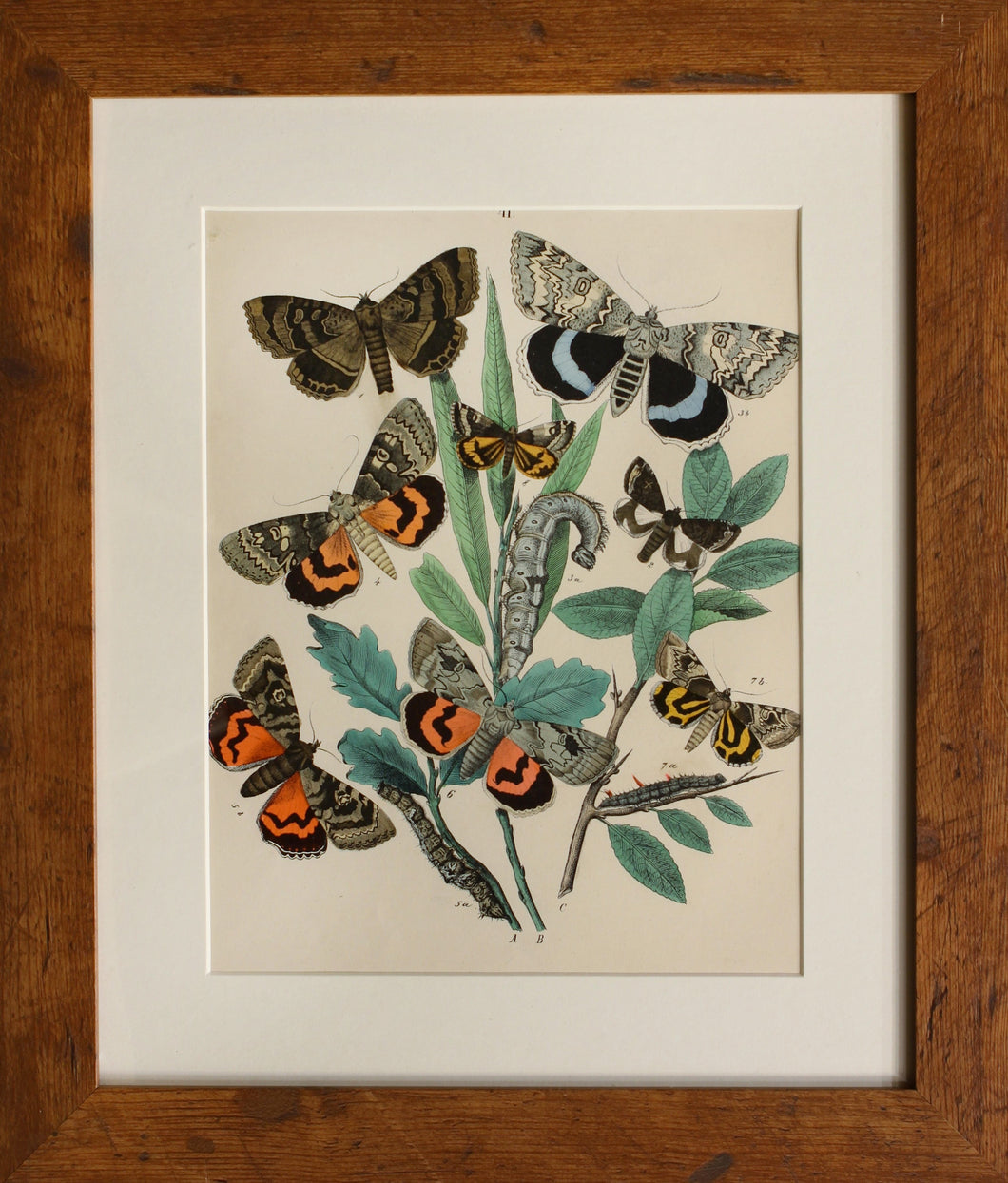 4 in a Series of Chromolithographs of Lepidoptera, circa 1891