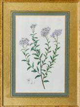 Load image into Gallery viewer, A Pair of Botanical Prints - Antique Copper Engravings, 1825/1832
