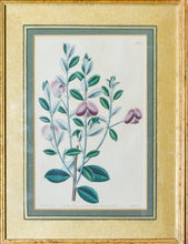 Load image into Gallery viewer, A Pair of Botanical Prints - Antique Copper Engravings, 1825/1832
