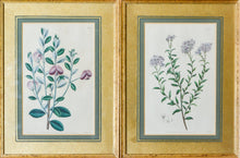 Load image into Gallery viewer, A Pair of Botanical Prints - Antique Copper Engravings, 1825/1832
