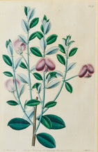 Load image into Gallery viewer, A Pair of Botanical Prints - Antique Copper Engravings 1825/1832
