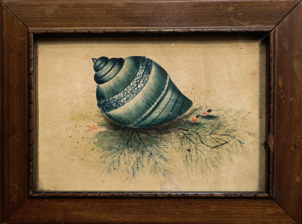 Natural Blue Salt Water Sea Snail Shell Watercolour circa 1820's