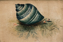 Load image into Gallery viewer, Natural Blue Salt Water Sea Snail Shell Watercolour circa 1820&#39;s

