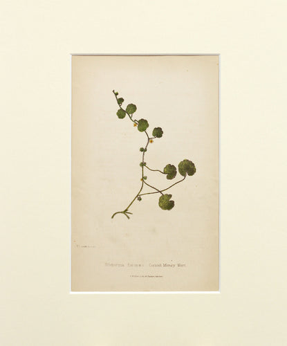 Cornish Money Wort - Antique Wild Flower Lithograph circa 1860s