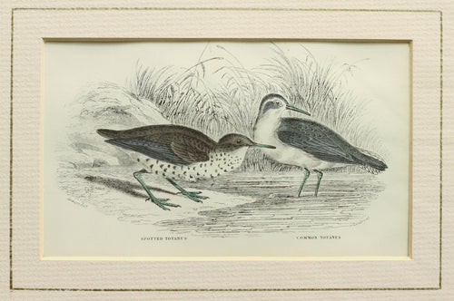 Spotted Totanus and the Common Totanus - Antique Steel Engraving circa 1840
