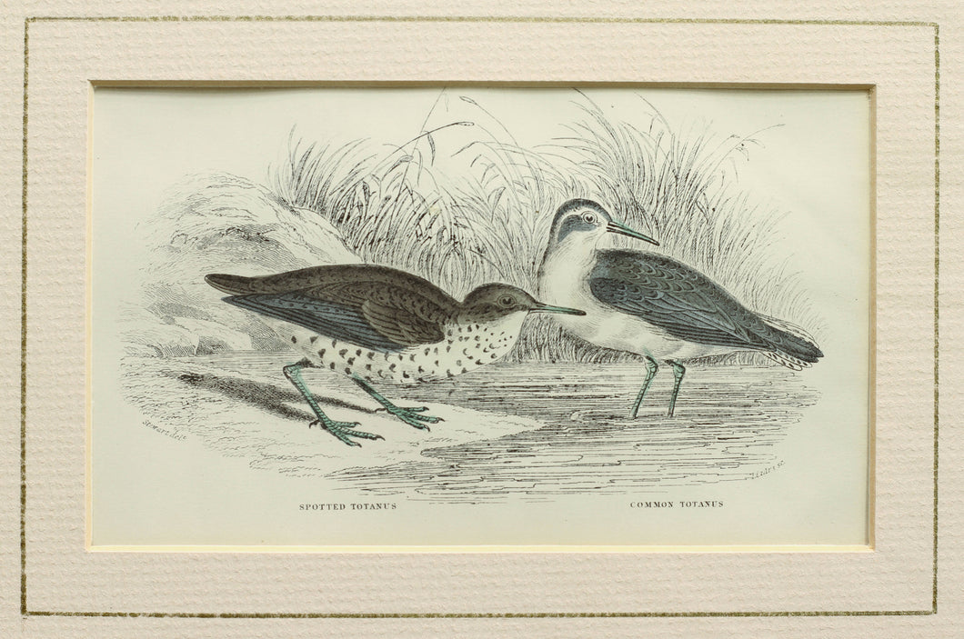 Spotted Totanus and the Common Totanus - Antique Steel Engraving circa 1840