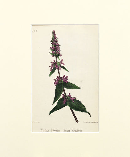 Hedge Woundwort - Antique Wild Flower Lithograph circa 1860s