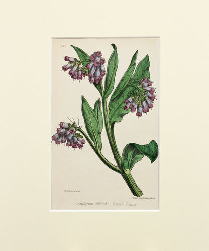 Common Comfrey - Antique Wild Flower Lithograph circa 1860s