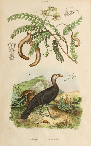Talegale and Tamarinier - Antique French Steel Engraving circa 1837