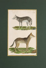 Load image into Gallery viewer, The Chacal and The Chacal of Senegal - Antique Copper Engraving circa 1825
