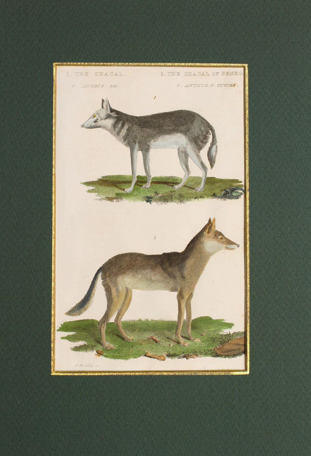 The Chacal and The Chacal of Senegal - Antique Copper Engraving circa 1825