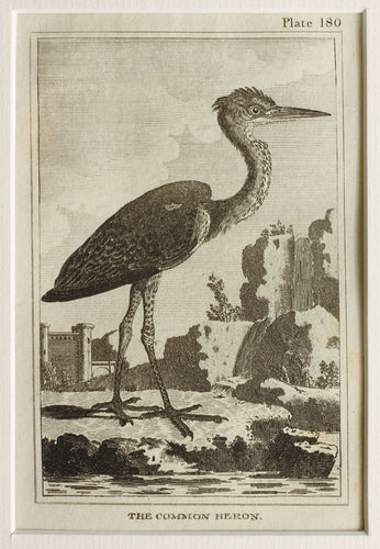 The Common Heron - Antique Copper Engraving circa 1780