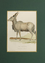 Load image into Gallery viewer, The Impoofo - Antique Copper Engraving circa 1825
