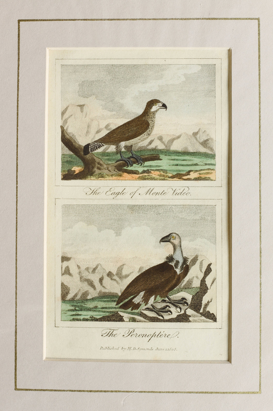 The Eagle of Monte Video and The Peronoptere - Antique Copper Engraving circa 1808