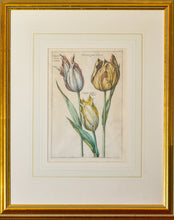 Load image into Gallery viewer, Tulipano - Antique Botanical Copper Engraving circa 1720
