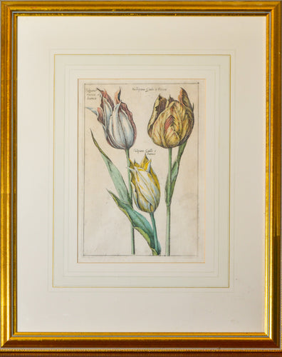 Tulipano - Antique Botanical Copper Engraving circa 1720
