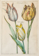 Load image into Gallery viewer, Tulipano - Antique Botanical Copper Engraving circa 1720
