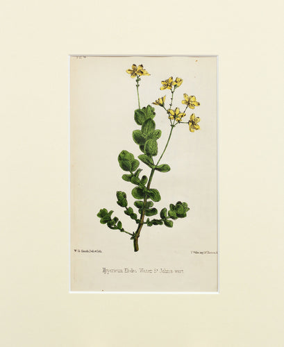 Water St Johns Wort - Antique Lithograph of Wild Flowers circa 1860s